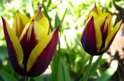 Care sunt culorile care simbolizeaza violete valoare Cullen, margarete, trandafiri (inclusiv limbajul florilor) Care sunt culorile care simbolizează valoarea violete, Cullen, margarete, trandafiri