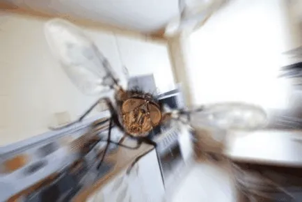 Cum să scapi de muște în apartament, acasă, cum să se ocupe de muște acasă (apartament) Cum să scapi de muște în apartament, acasă, cum să se ocupe de muște acasă
