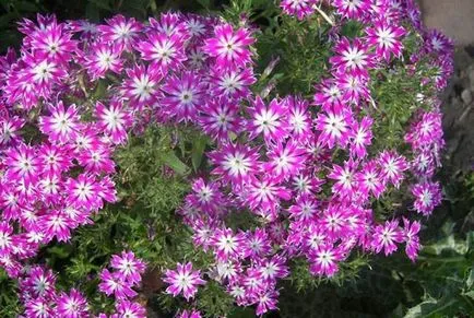 Ce flori plantate și semăna în aprilie, video (care se tem de geruri de lumină) Ce flori plantate și semăna în aprilie, video