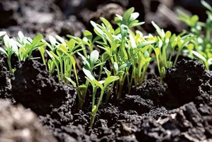 Ce flori plantate și semăna în aprilie, video (aprilie) Ce flori plantate și semăna în aprilie, video