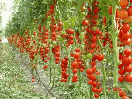 Cum și când să planteze coacaze (coacăze plantate in toamna) Cum și când să planteze coacaze