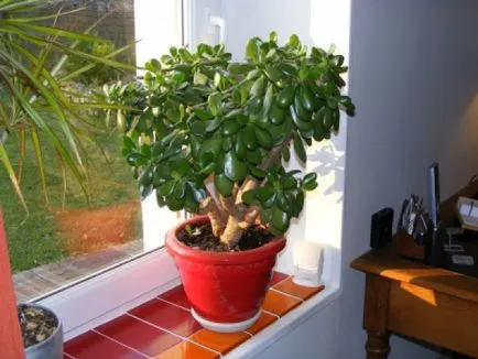 Ce plante atrage fericire casa si dragoste