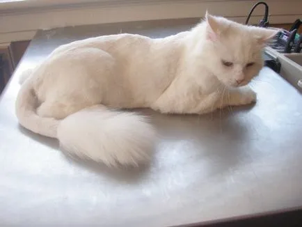 Ca și în ajutorul care taie o pisica la domiciliu, fotografie (pisică) Ca și în ajutorul care taie pisica in casa, fotografii