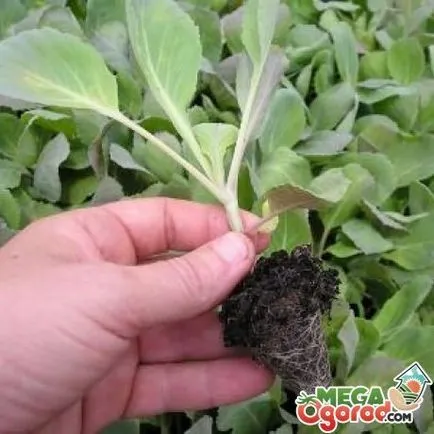 Cum și când să planteze coacaze (coacăze plantate in toamna) Cum și când să planteze coacaze
