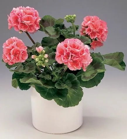 Ce plante atrage fericire casa si dragoste