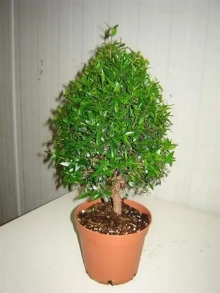 Ce plante atrage fericire casa si dragoste