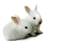 gondozása gondozása
