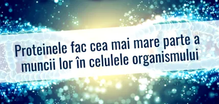 fehérje