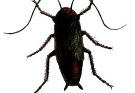 csatornabogarak bogarak