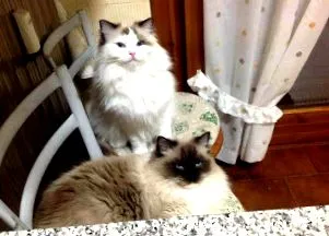 tünetek