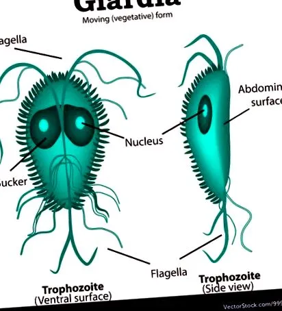 giardia intestinis