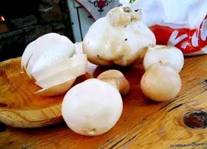 savanyított