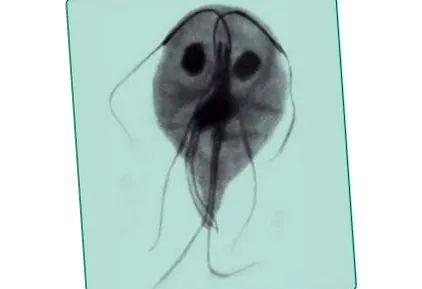 jelitowa