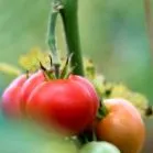 ethnogastronomy