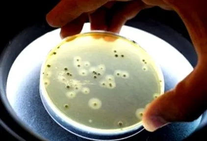 gyermekkori giardiasis