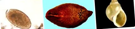 termékleírás fascioliasis