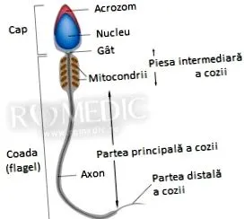 Anatómia fiziológia