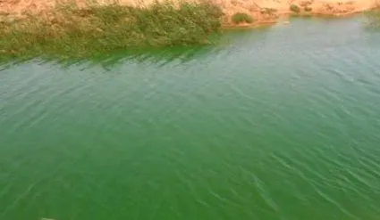 spirulina