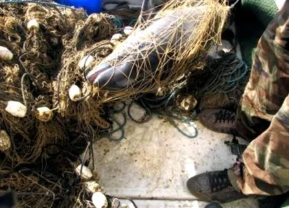 tömegesen orvvadászó