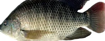 tilapia