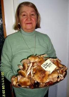 gombáról