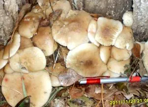 gombáról