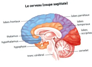cérébrale превод