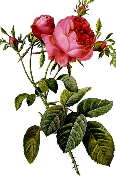 rózsa