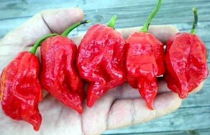 paprika paprika