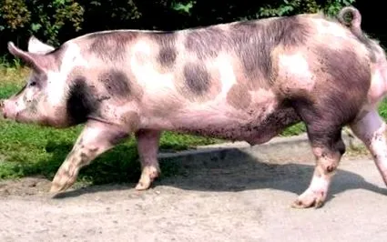 legjobb