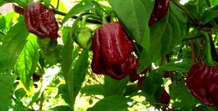 legforróbb paprika