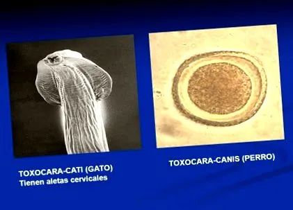 toxocara kezelése