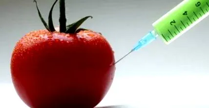 gmo-kat