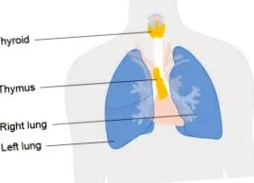 thymoma betegség