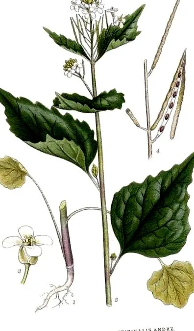 usturoita petiolata