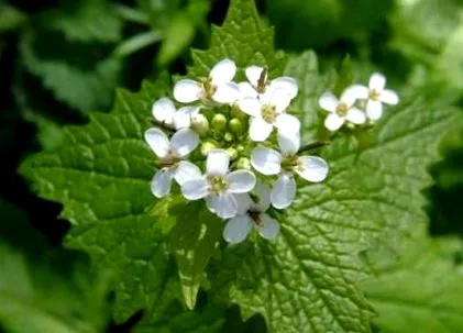 petiolata petiolata