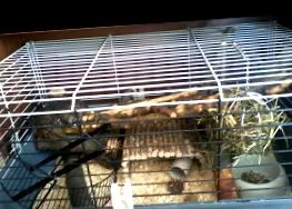 degus