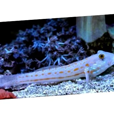 Valenciennea Puellaris