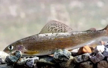 crisius