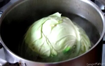 kapusta