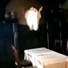 horse horse