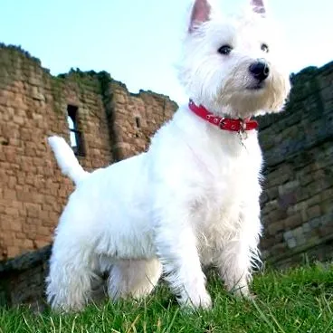 terrier