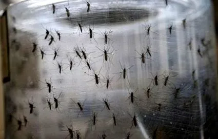 zika
