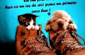 vicces
