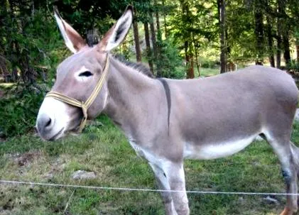 equus