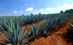 nulla kalória