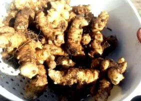burgonya