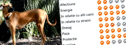 közepes méretű