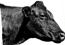 angus