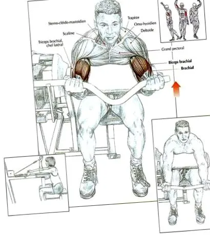 bicepsu